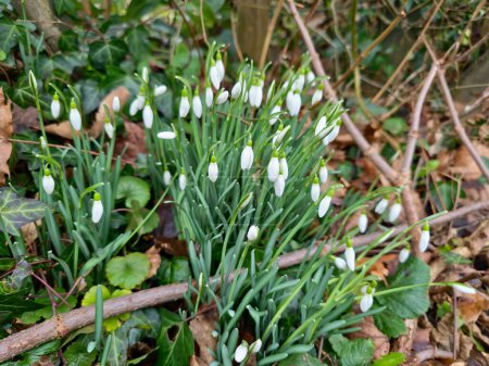 Closeup of fresh Common Snowdrops (Galanthus nivalis) blooming in the spring. Wild flowers field. Early spring concept.