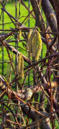 Pollenflug im Frühling, Pollenallergie Hintergrund Bannerpanorama - Hasel, Haselnussstrauch (Corylus avellana) mit Pollenkätzchen und gelben Blütenpollen, von der Sonne beleuchtet