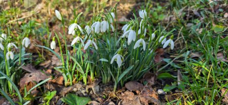 Closeup of fresh Common Snowdrops (Galanthus nivalis) blooming in the spring. Wild flowers field. Early spring concept.