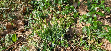 Nahaufnahme von frischen Schneeglöckchen (Galanthus nivalis), die im Frühling blühen. Wildblumenfeld. Frühlingskonzept.