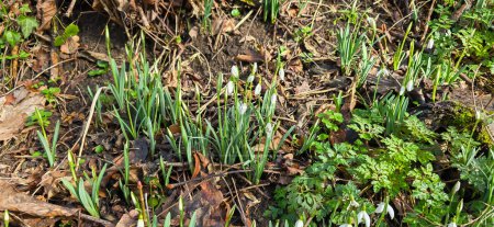 Nahaufnahme von frischen Schneeglöckchen (Galanthus nivalis), die im Frühling blühen. Wildblumenfeld. Frühlingskonzept.