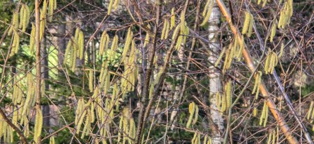 Pollenflug im Frühling, Pollenallergie Hintergrund Bannerpanorama - Hasel, Haselnussstrauch (Corylus avellana) mit Pollenkätzchen und gelben Blütenpollen, von der Sonne beleuchtet