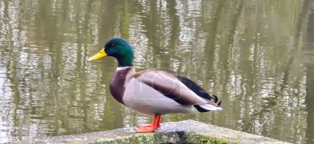 Mallard (Anas platyrhynchos) on the bank, male wild duck outside the water