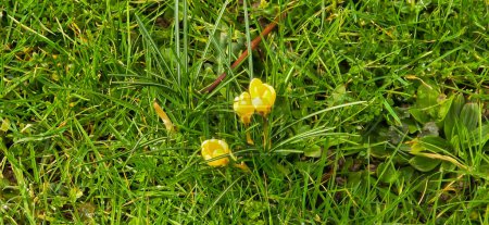 Téléchargez les photos : Crocus doré (Crocus chrysanthus) dans le parc - en image libre de droit