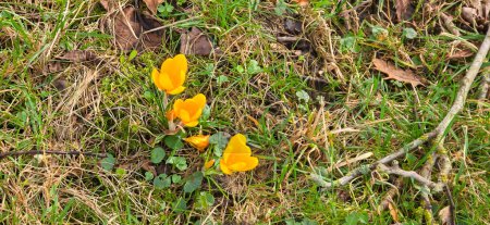 Téléchargez les photos : Crocus doré (Crocus chrysanthus) dans le parc - en image libre de droit