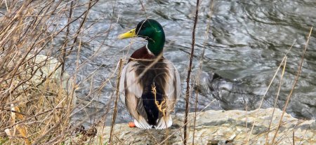 Mallard (Anas platyrhynchos) on the bank, male wild duck outside the water