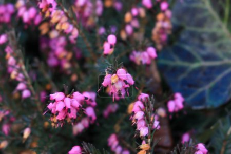 Erica carnea - winter heath, winter flowering heather, spring heath, alpine heath. Close-up of heather.