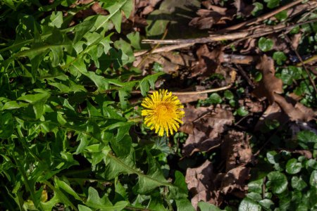 Téléchargez les photos : Coltsfoot (Tussilago farfara) fleur de près dans la nature - en image libre de droit