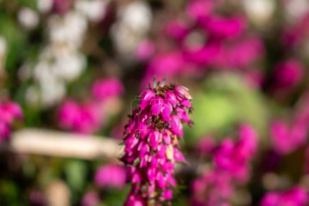 Erica carnea - winter heath, winter flowering heather, spring heath, alpine heath. Close-up of heather.