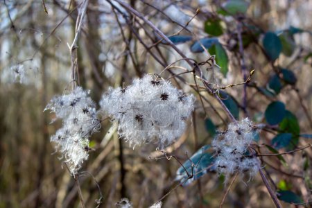 seed heads with silky appendages of clematis vitalba, Traveller's Joy, in winter, showing why it is also known as old man's beard, copy space