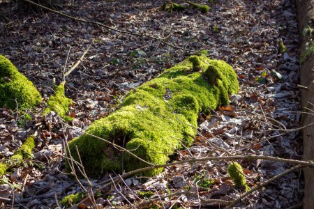 Téléchargez les photos : Mousse verte luxuriante pousse sur un grand tronc d'arbre - en image libre de droit