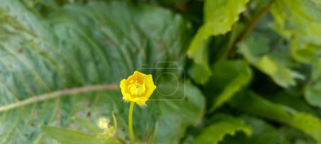 Rannculus acris. Field, forest plant. Flower bed, beautiful gentle plants. Sunny summer day. Yellow flowers. Buttercup is a caustic, common type of buttercups in a temperate climate zone