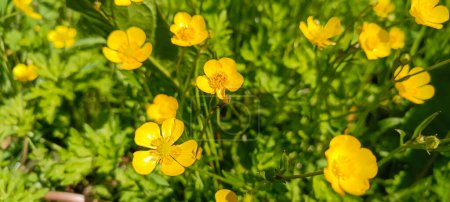 Rannculus acris. Field, forest plant. Flower bed, beautiful gentle plants. Sunny summer day. Yellow flowers. Buttercup is a caustic, common type of buttercups in a temperate climate zone