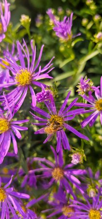 Biene bestäubt helle violette Wildblumen Superblüte isoliert