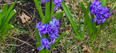 Purple blossoms of a hyacinth, also called Hyacinthus orientalis or garden hyacinth