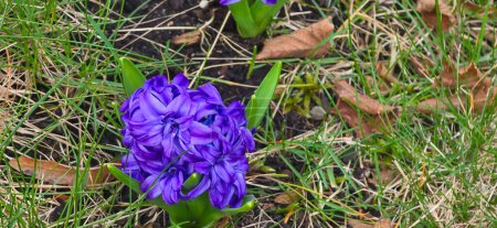 Purple blossoms of a hyacinth, also called Hyacinthus orientalis or garden hyacinth