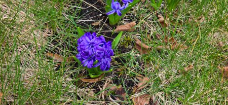 Floraciones púrpuras de un jacinto, también llamado Hyacinthus orientalis o jacinto de jardín