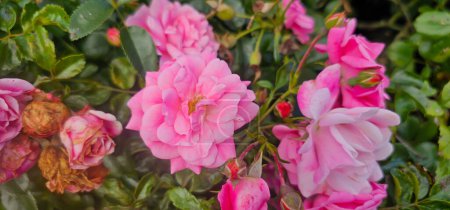 Téléchargez les photos : Rosa damascena, connue sous le nom de rose Damassé - une plante arbustive à fleurs caduques, rose et oléagineuse. Balley of Roses. Vue rapprochée. Feu arrière. Concentration sélective. - en image libre de droit