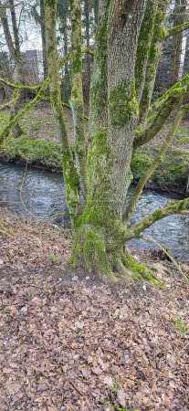 Ruhige Aussicht auf die Natur mit mäandrierendem Fluss durch üppige Graslandschaften Schönheit mit grünen Bäumen und klarem Wasser