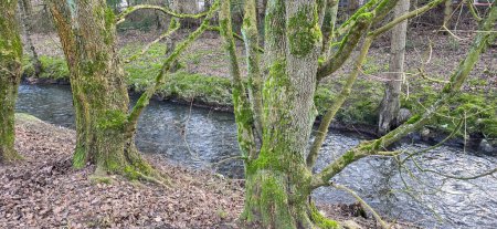 Foto de Tranquila vista de la naturaleza con un río serpenteante a través de una exuberante belleza paisajística con árboles verdes y agua clara - Imagen libre de derechos