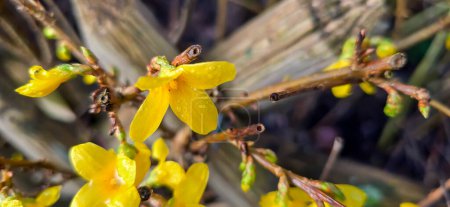 Blooming forsythia, forsythia, in spring