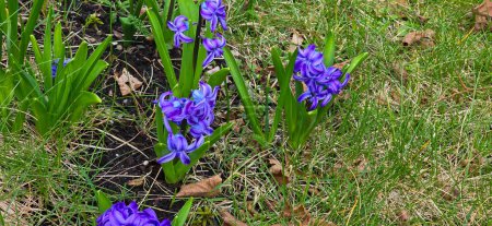 Floraciones púrpuras de un jacinto, también llamado Hyacinthus orientalis o jacinto de jardín