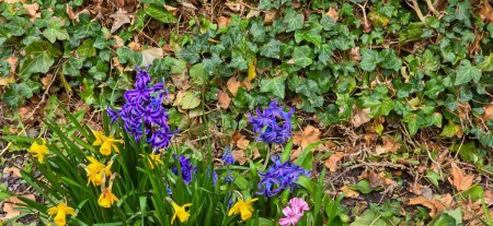 Fleurs pourpres d'une jacinthe, aussi appelée Hyacinthus orientalis ou jacinthe de jardin