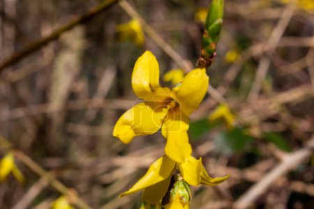 Yellow blooming forsythia with flowers in spring