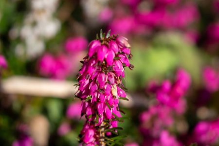 Snow heather, Erica carnea, in spring, pink blossom with pastel colors in the background