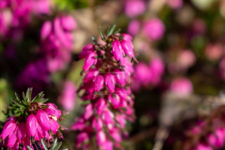 Snow heather, Erica carnea, in spring, pink blossom with pastel colors in the background