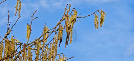 Foto de Un conjunto de amentos de avellana macho en movimiento dinámico, liberando mucho polen en el viento. - Imagen libre de derechos