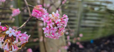 Bodnant viburnum pink and white flowers
