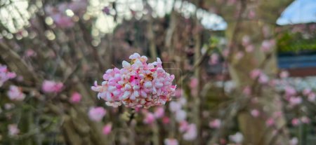 Bodnant viburnum rosa und weiße Blüten