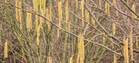 Foto de Un conjunto de amentos de avellana macho en movimiento dinámico, liberando mucho polen en el viento. - Imagen libre de derechos