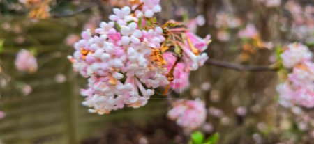 Bodnant viburnum rosa und weiße Blüten