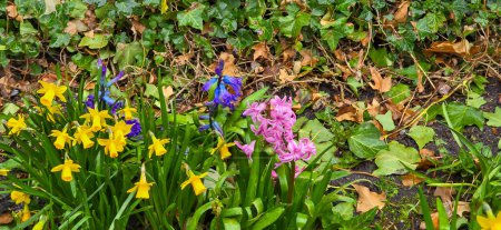multicolore gros plan hyacinthus orientalis fleur naturel printemps fond