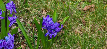 multicolored close up hyacinthus orientalis flower natural spring background