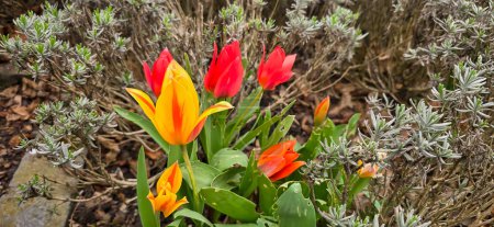Primer plano de un campo colorido de tulipán de Didier o tulipán de jardín (Tulipa gesneriana) flores, con enfoque en un rojo