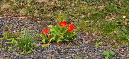 Primer plano de un campo colorido de tulipán de Didier o tulipán de jardín (Tulipa gesneriana) flores, con enfoque en un rojo