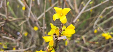 Flores amarillas de forsitia en primavera