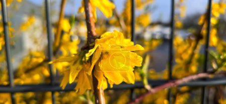 Fleurs jaunes de forsythia au printemps