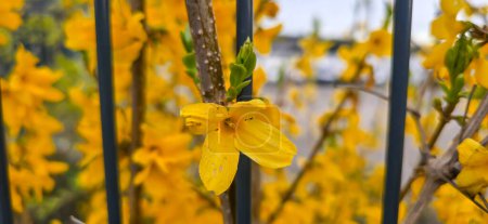 Flores amarillas de forsitia en primavera