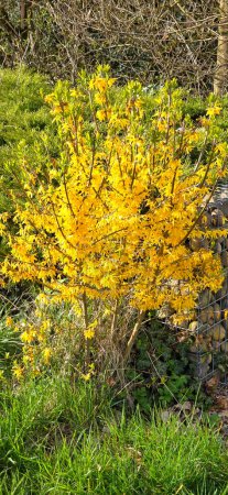 Gelbe Blüten der Forsythie im Frühling