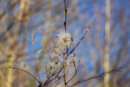 seed heads with silky appendages of clematis vitalba, Traveller's Joy, in winter, showing why it is also known as old man's beard, copy space