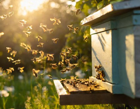 Un enjambre de abejas volando alrededor de la colmena después de un día de recoger néctar de las flores