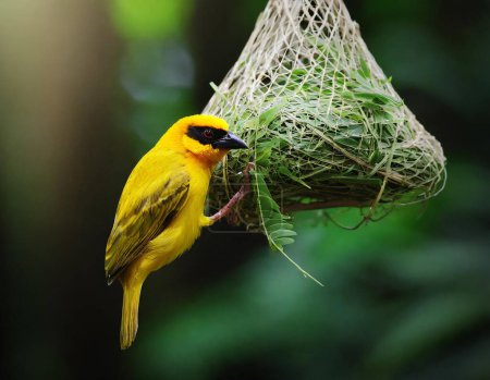 Nahaufnahme von maskierten Webervögeln beim Nestbau im dunklen Waldhintergrund