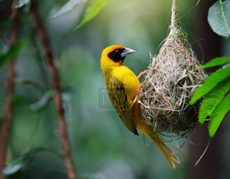 Nahaufnahme von maskierten Webervögeln beim Nestbau im dunklen Waldhintergrund