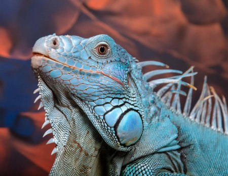 Blue Iguana Portrait With Vivid Texture In Artistic Studio Setting