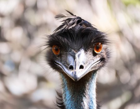 lose-up of an Emu in Natural Habitat Looking Amused