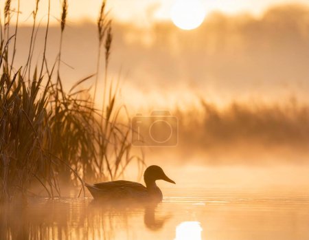 ein nebliger morgendlicher Sonnenaufgang, der eine Ente zeigt, die gemächlich zwischen Schilf auf einem Teich schwimmt